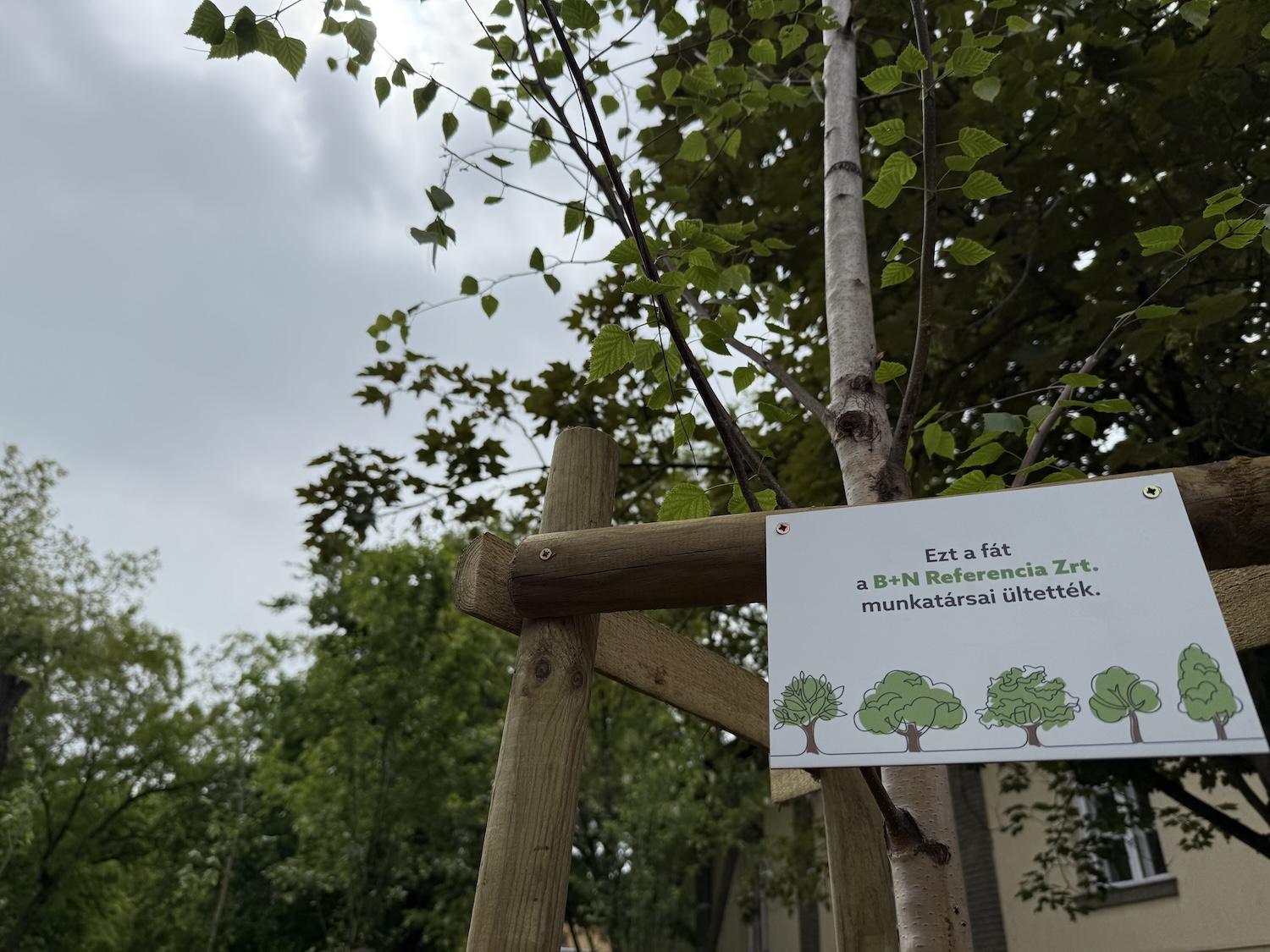B+N Referencia Zrt. kertészeti divízió, faültetés a kórház udvarán